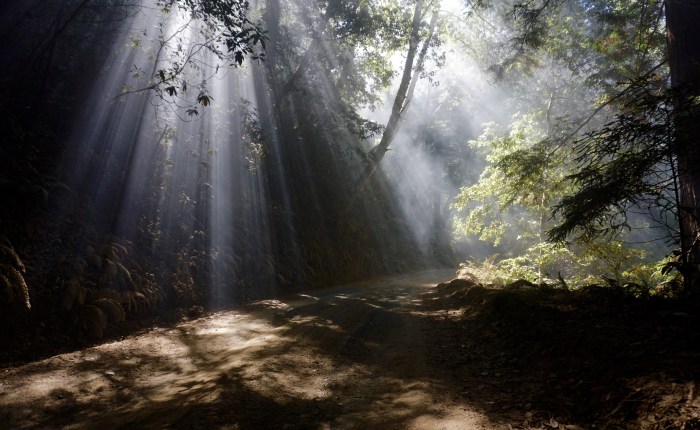 The Sinkyone Wilderness